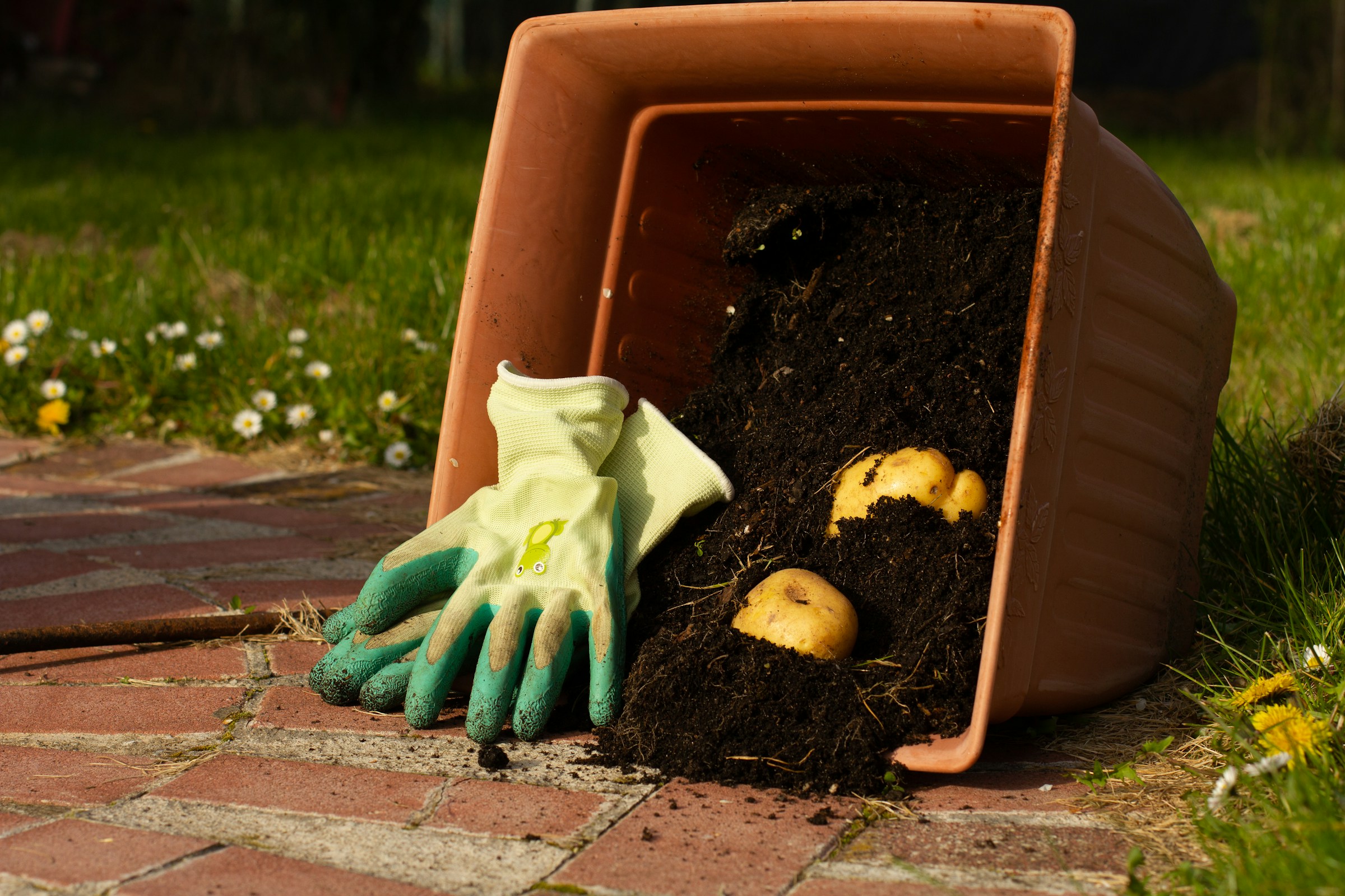 COMPOST ILLU