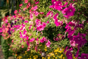 Les inscriptions pour le concours des jardins et balcons fleuris sont ouvertes.