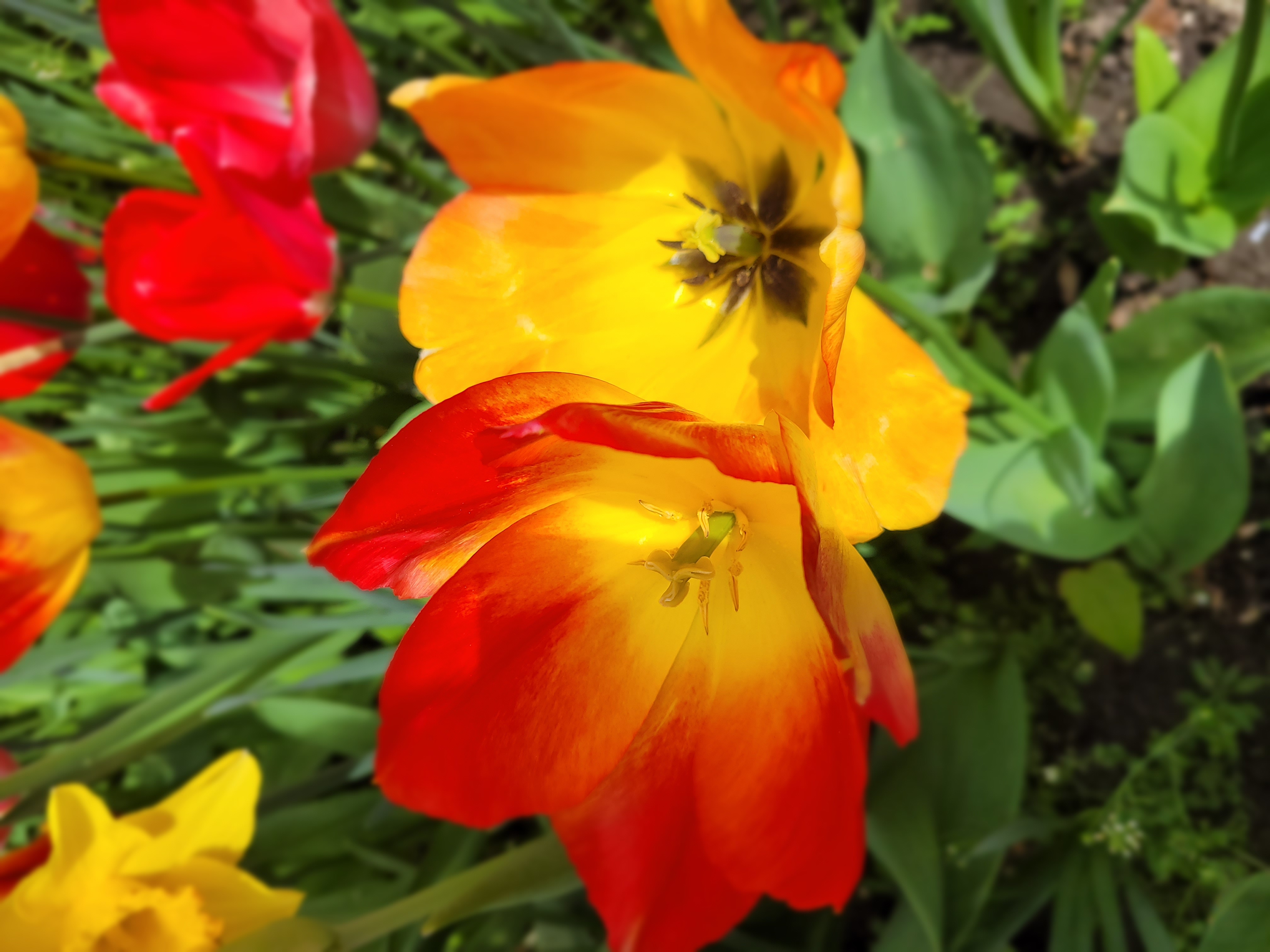 fleurs
